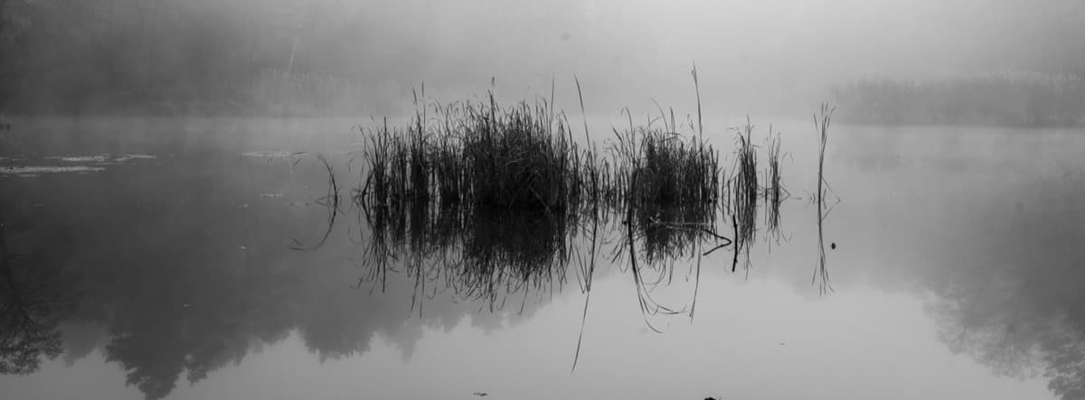 Mist Forest series cover