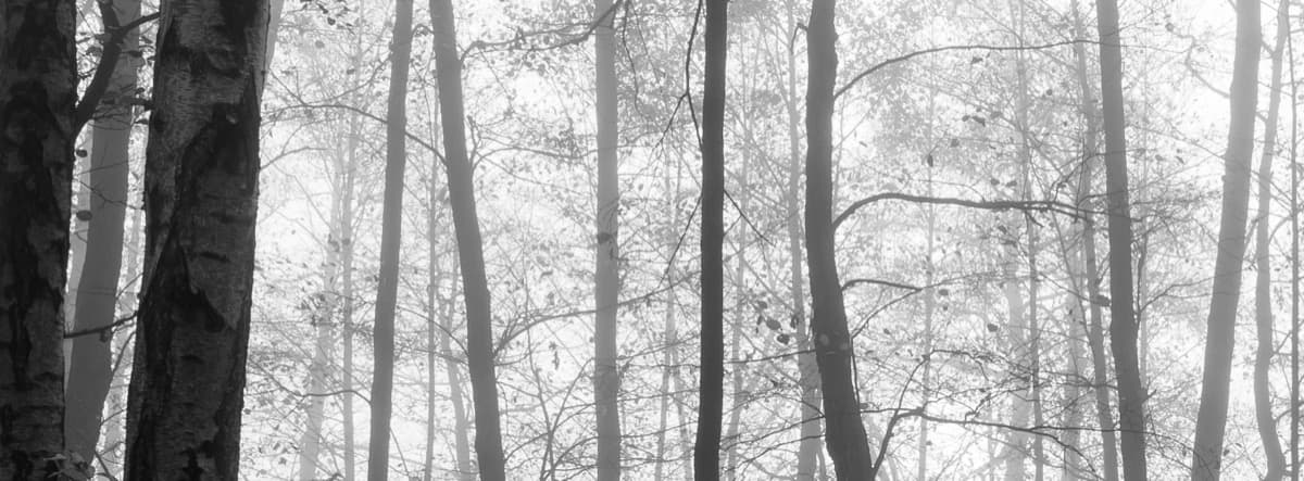 Mist Forest - Image 2