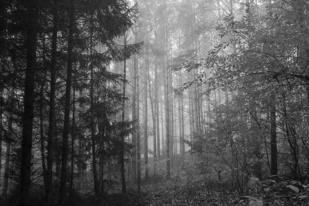 Mist Forest - Image 3