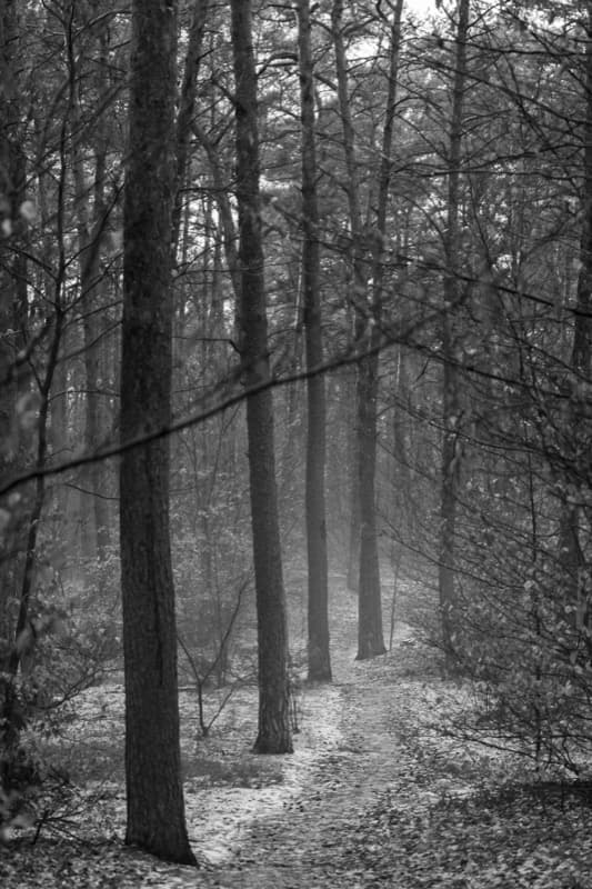 Mist Forest - Image 5