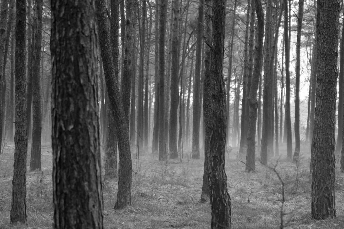 Mist Forest - Image 6