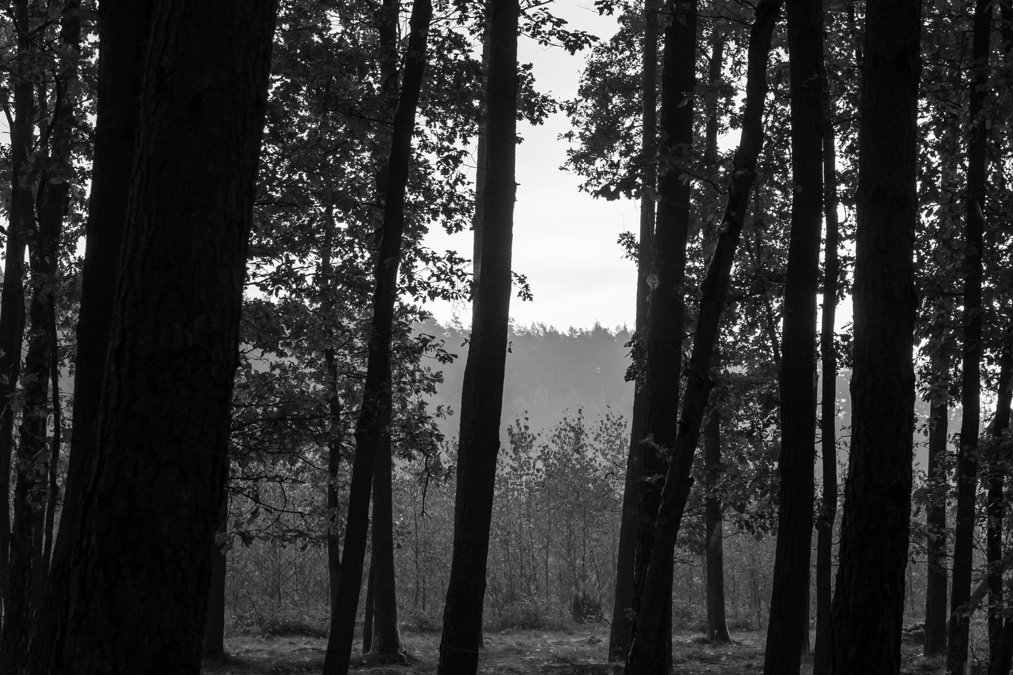 Forest - Image 2