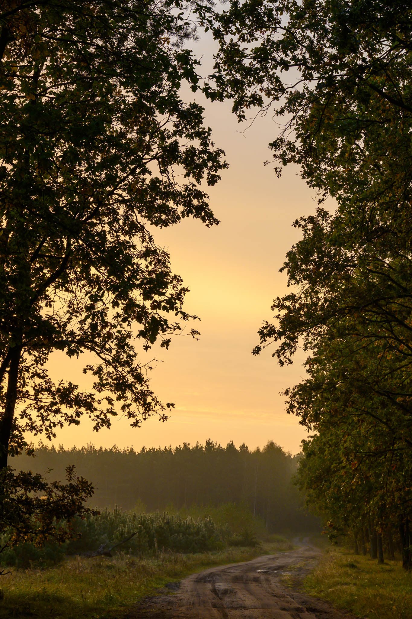 Forest - Image 3