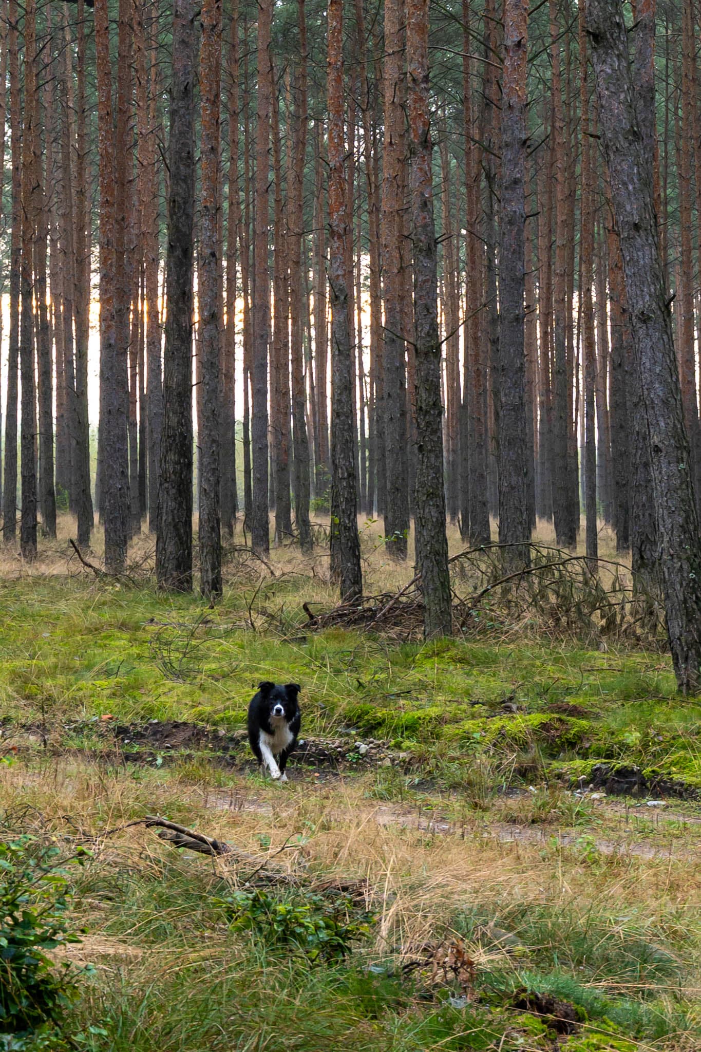 Forest - Image 4