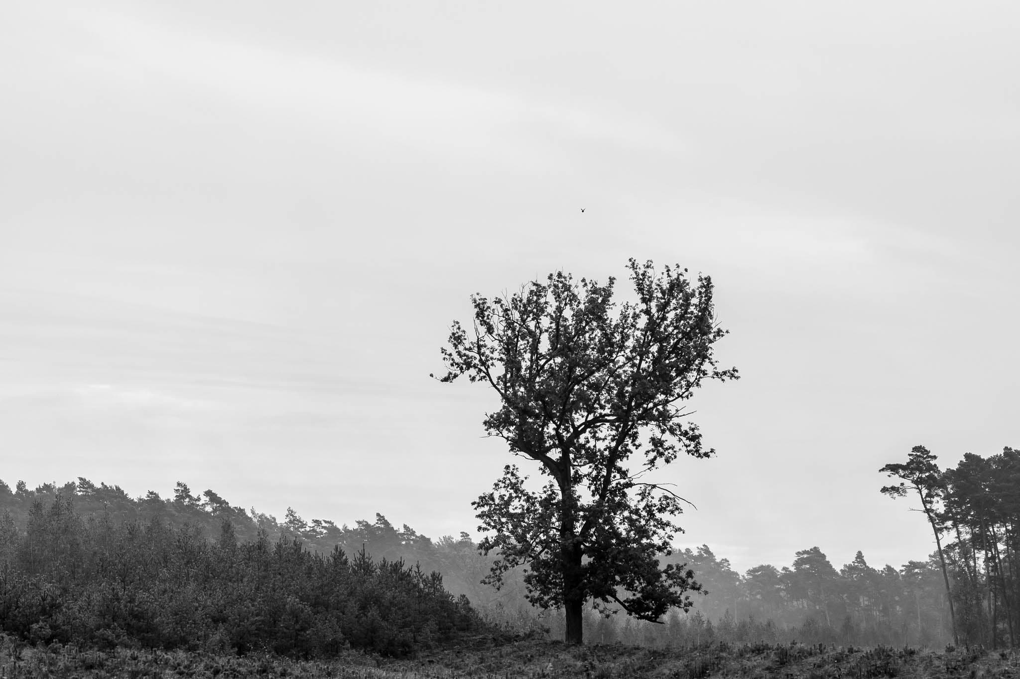 Forest - Image 5