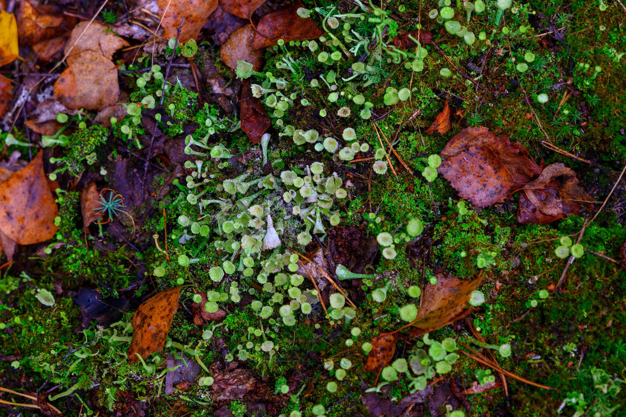 Forest - Image 6