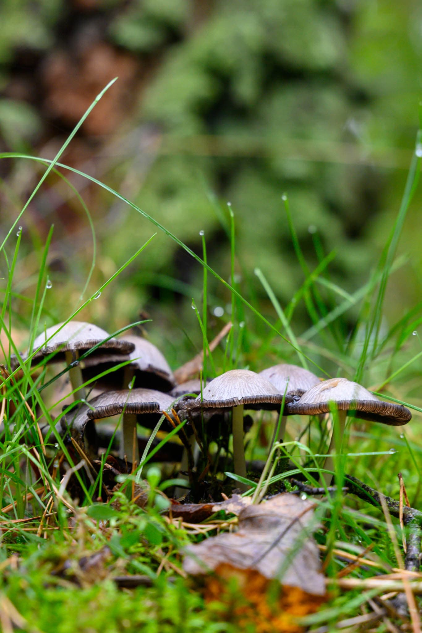 Forest - Image 7