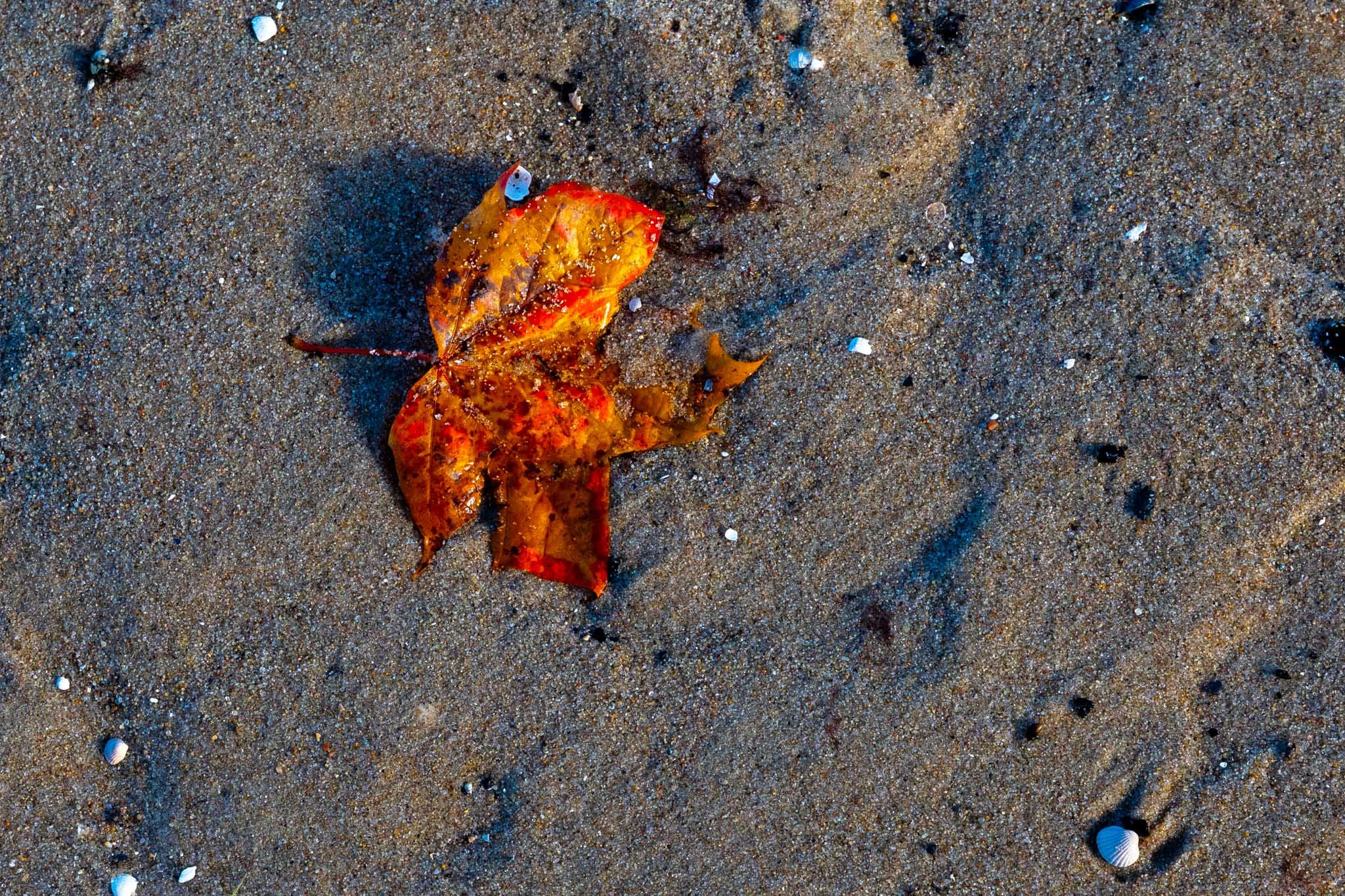 Sopot - Image 3